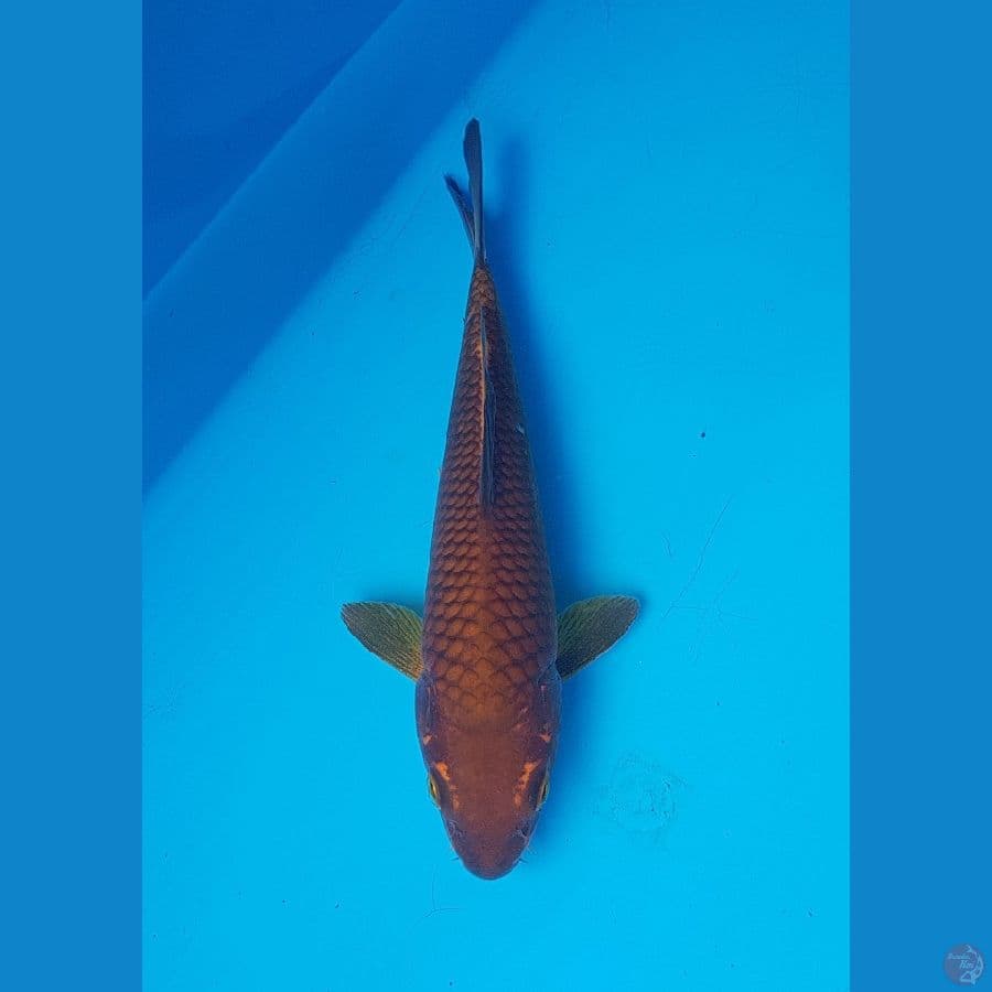 Chagoi tembaga 20cm