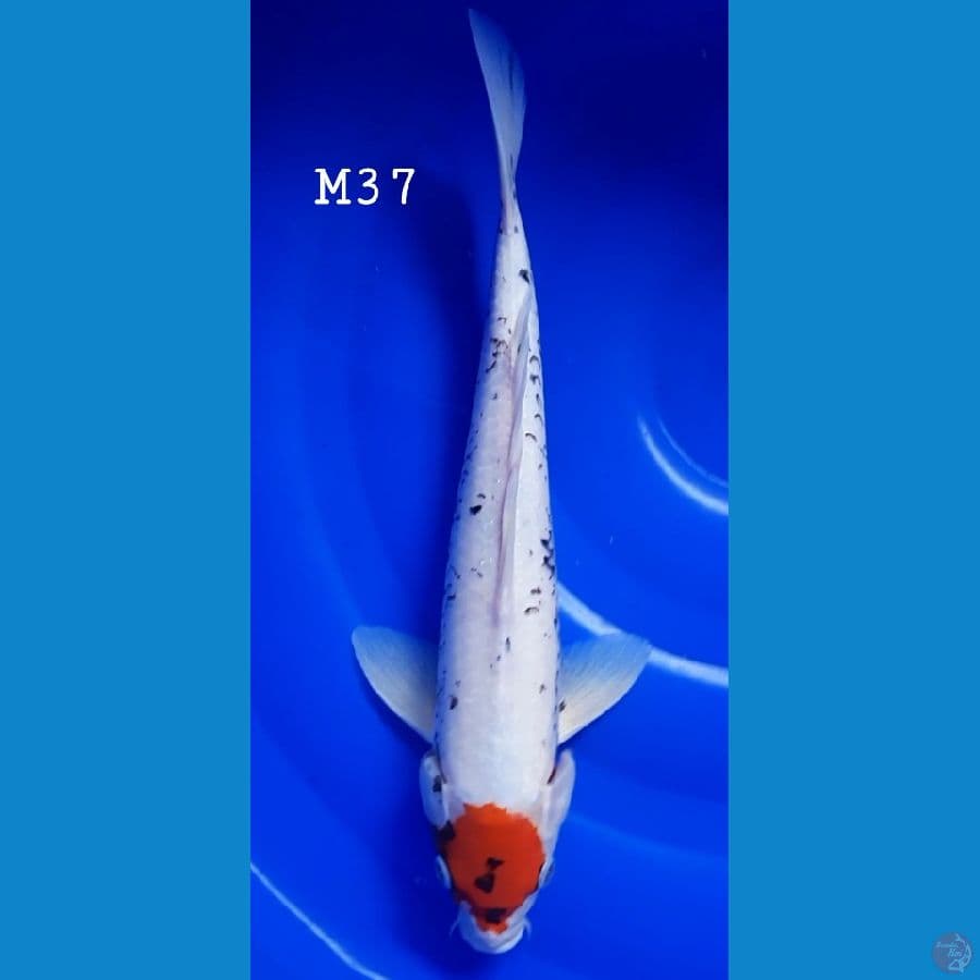 Tancho Matsukawabake 37CM