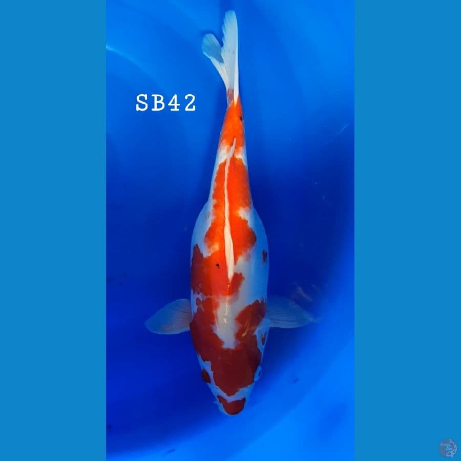 Short Body 42CM