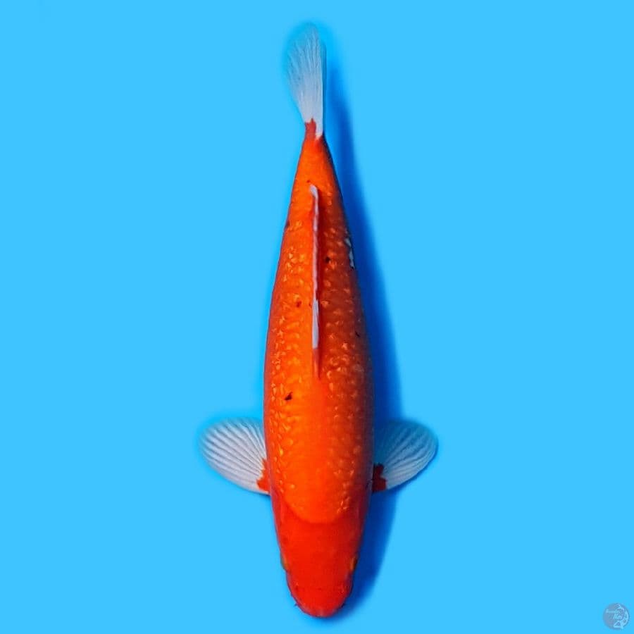 AKA HAJIROO 40CM.