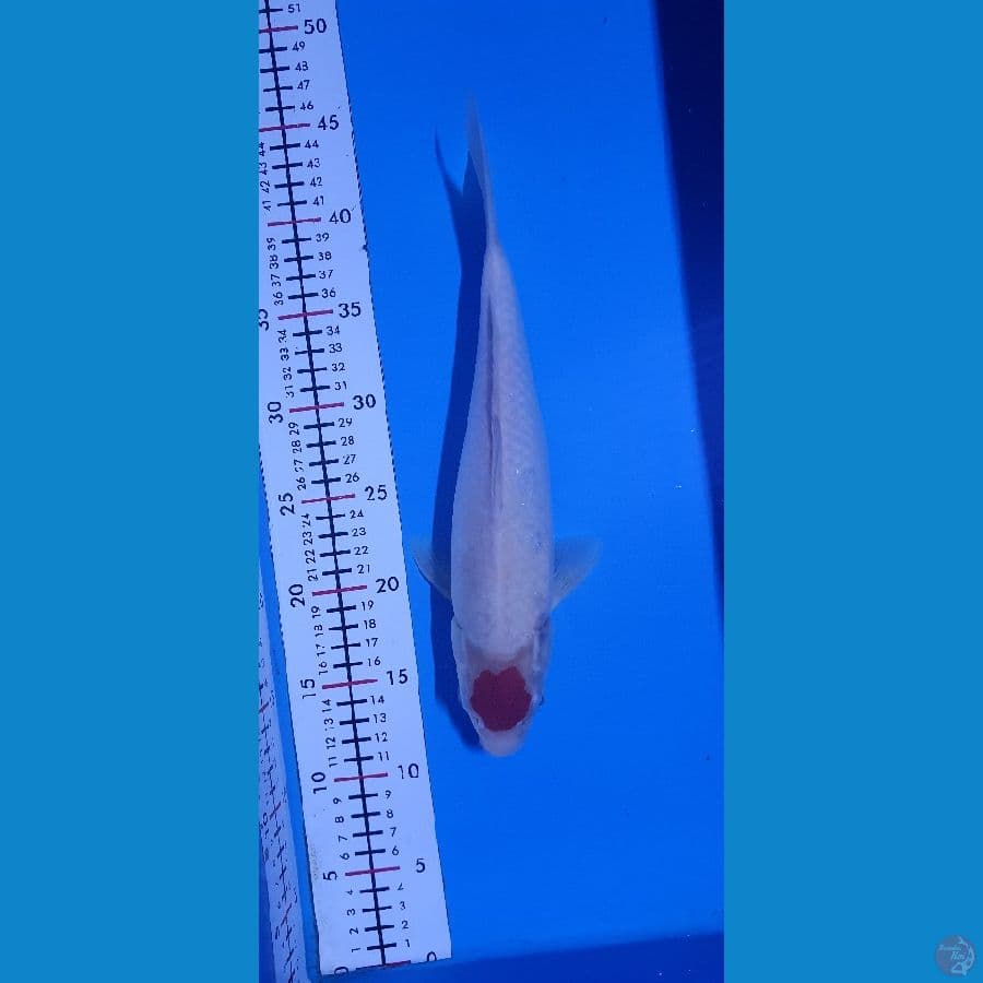 tancho 33Cm