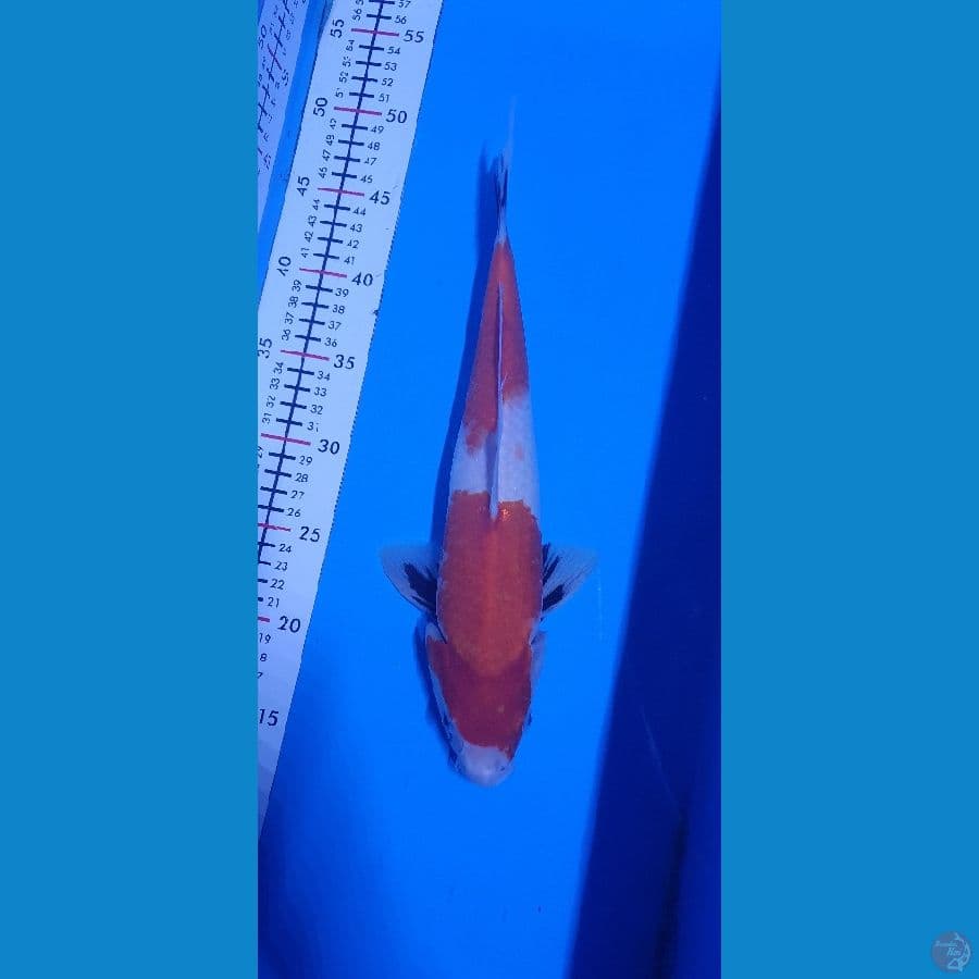 sanke 34cm