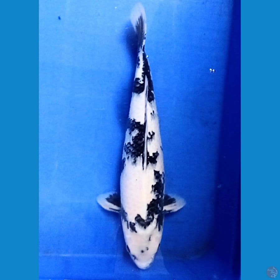 44 cm