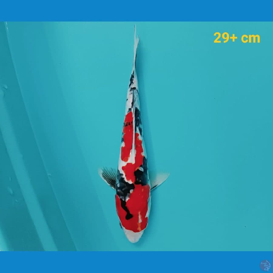 Grade A Showa Doit 29 cm
