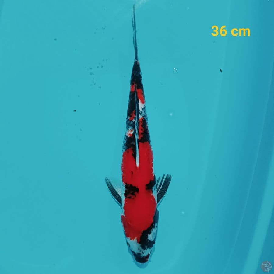 SHOWA 36 CM