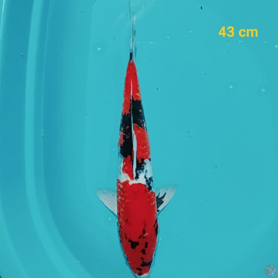 SHOWA 43 CM