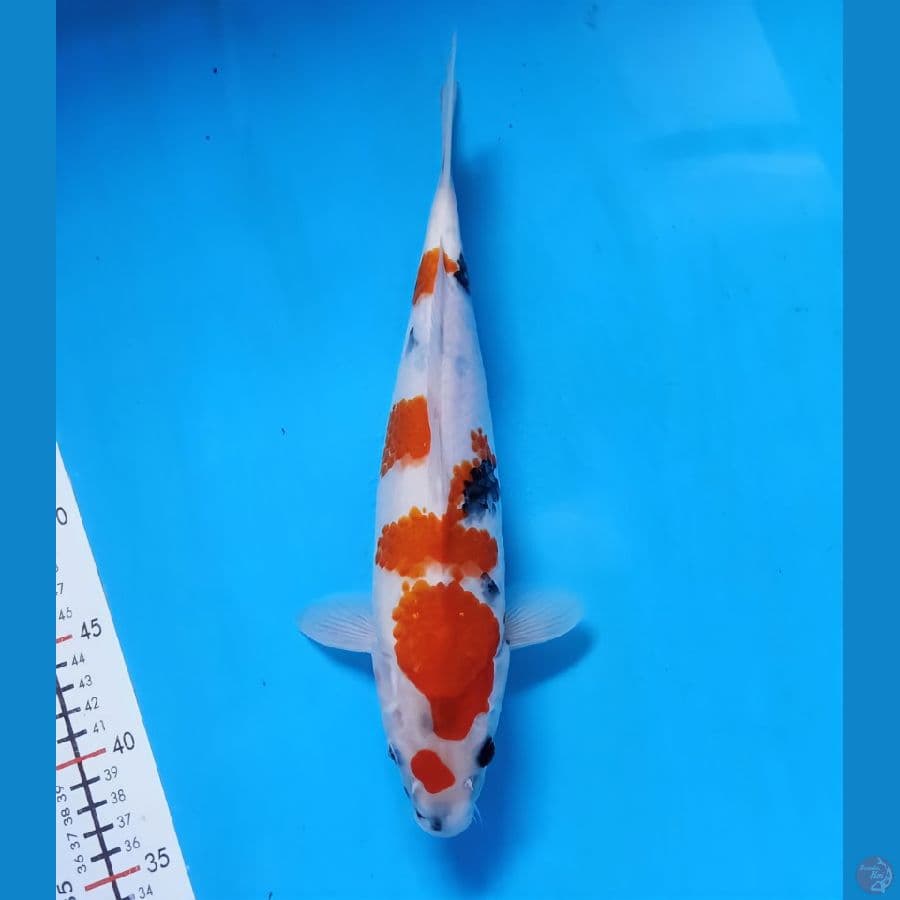 kindai showa 34cm