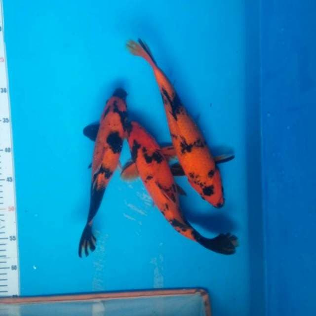3 ekor utsuri