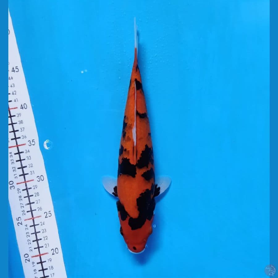 hi showa motogoro 30cm f