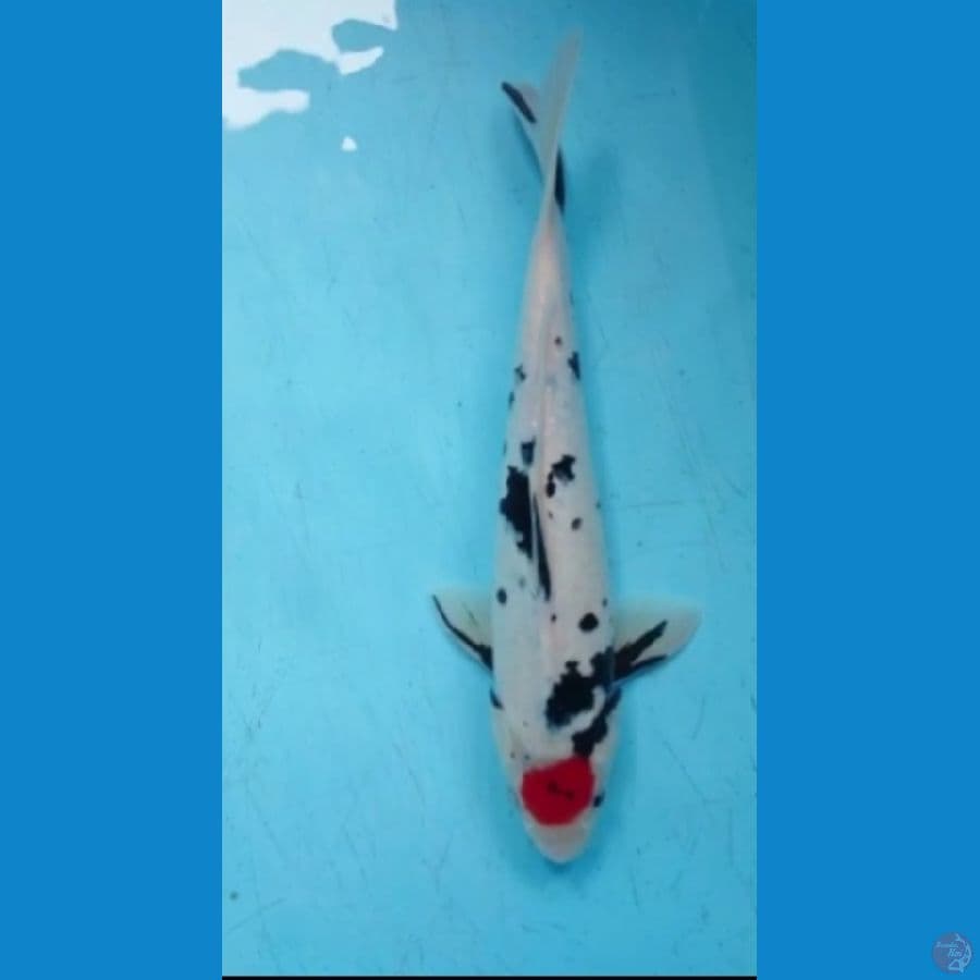 tancho showa 35cm