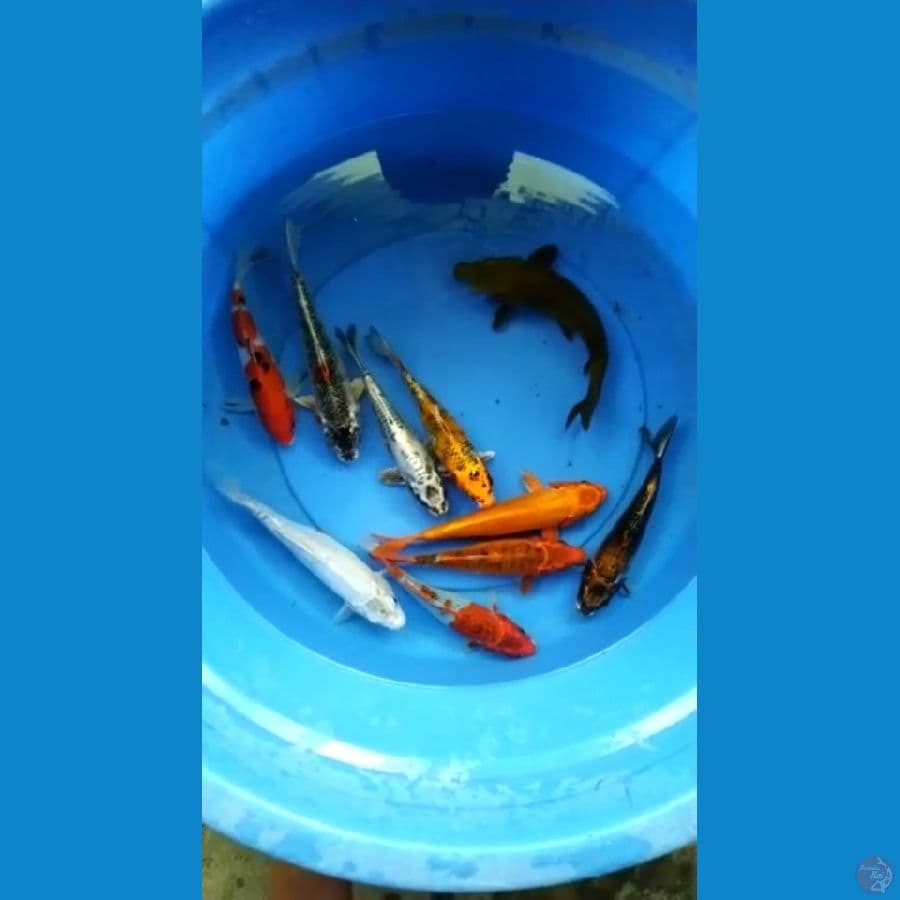 mix 10 ekor 22-27cm