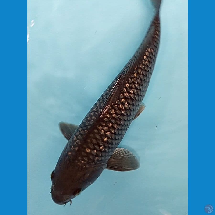 black diamond 35 cm