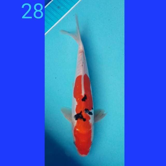 Sanke 28