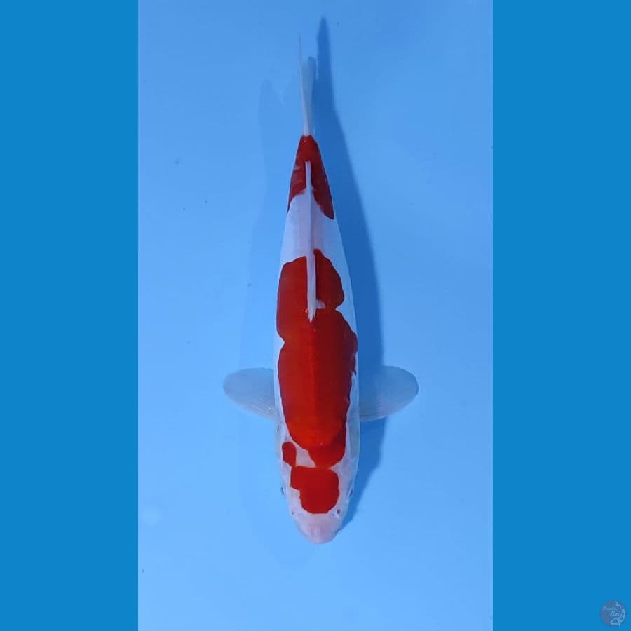 kohaku doitsu 27cm