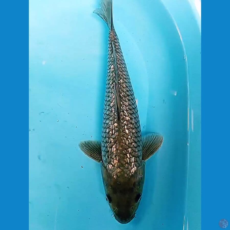 soragoi hitam ginrin 35 cm