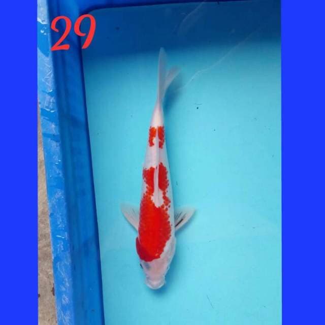 Kanoko 29
