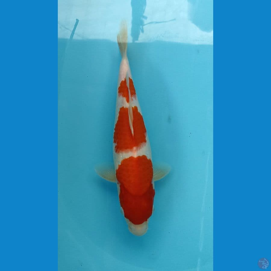 kohaku 32cm