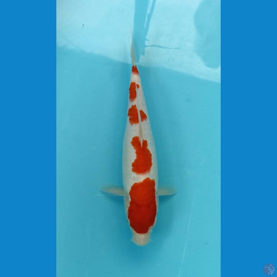 kohaku 27cm