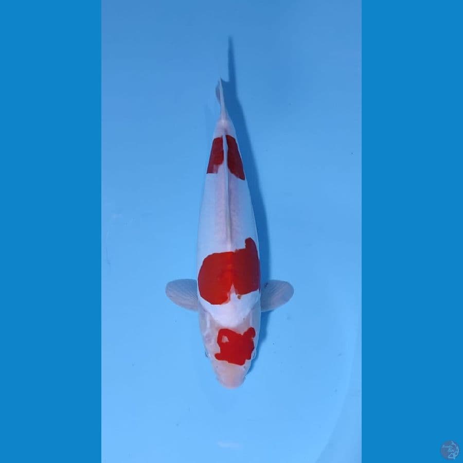 kohaku 32cm