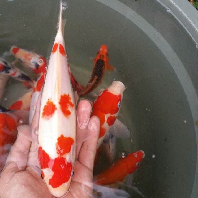 Kohaku F1