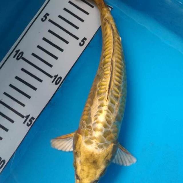 Ara goke emas 24cm