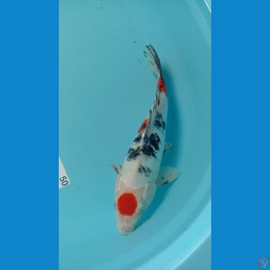 Koi Tanco Showa size 30cm
