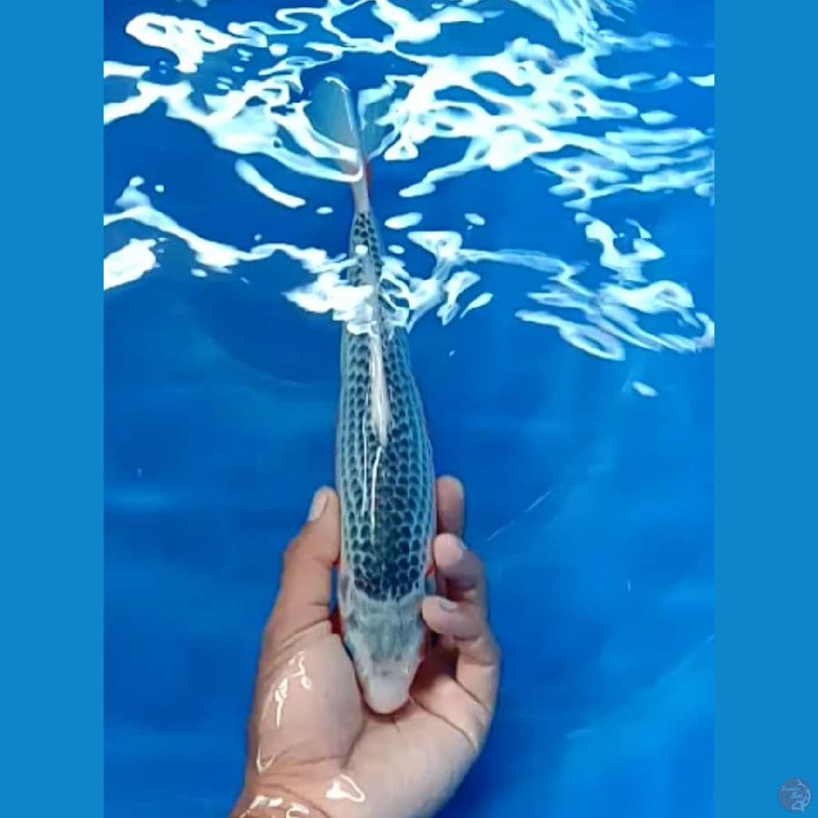 asagi