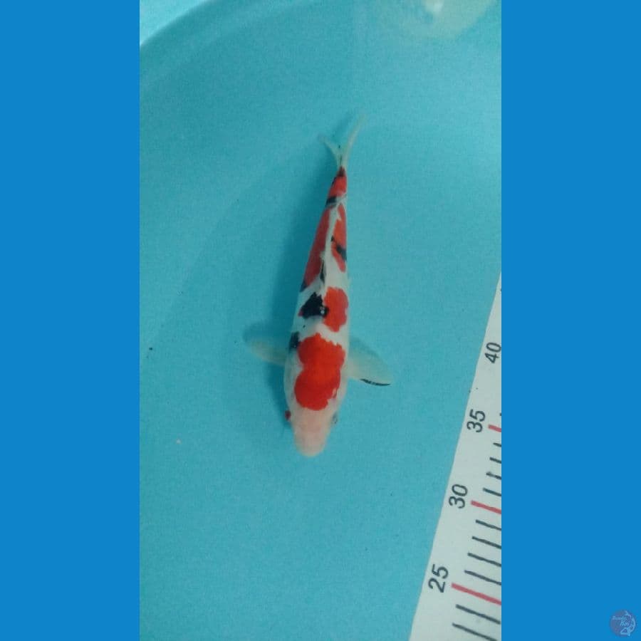 Koi Sanke Doitsu Aragoke 25cm