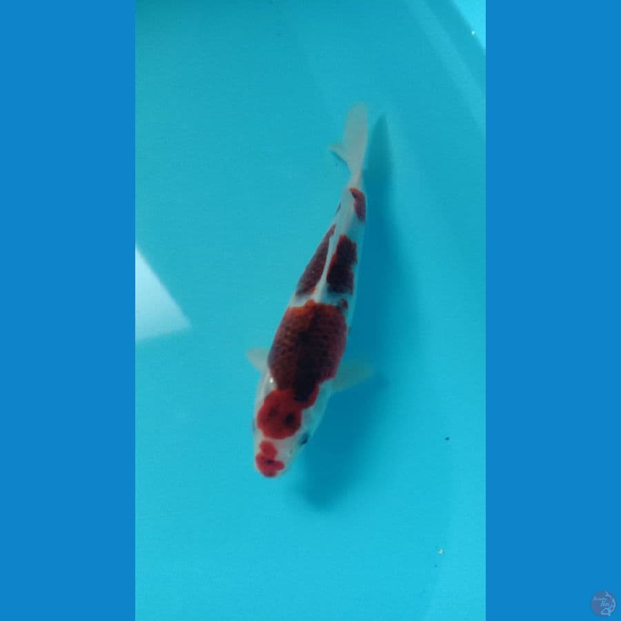 Koi Ai Goromo Kucibeni size 27cm