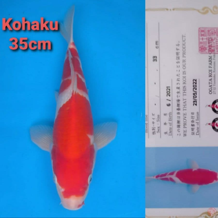 OGATA KOHAKU 35CM