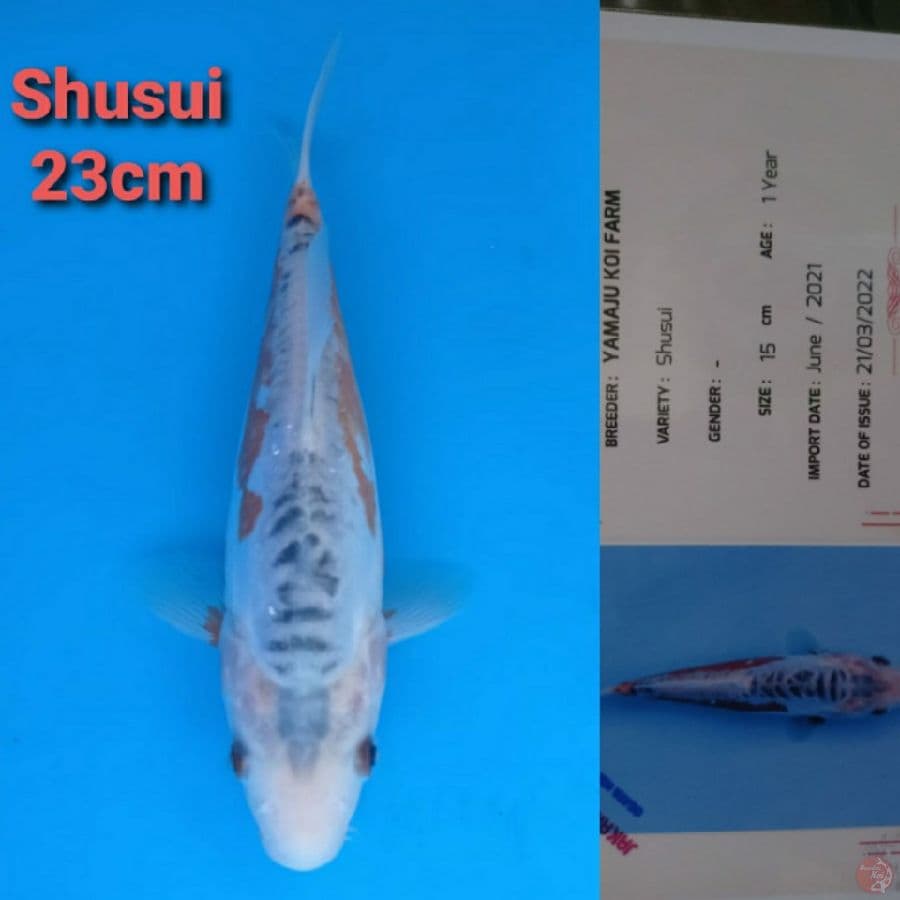 YAMAJYU SHUSUI 23CM