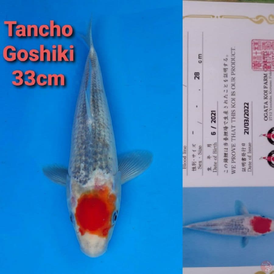 OGATA TANCHO GOSHIKI 33CM