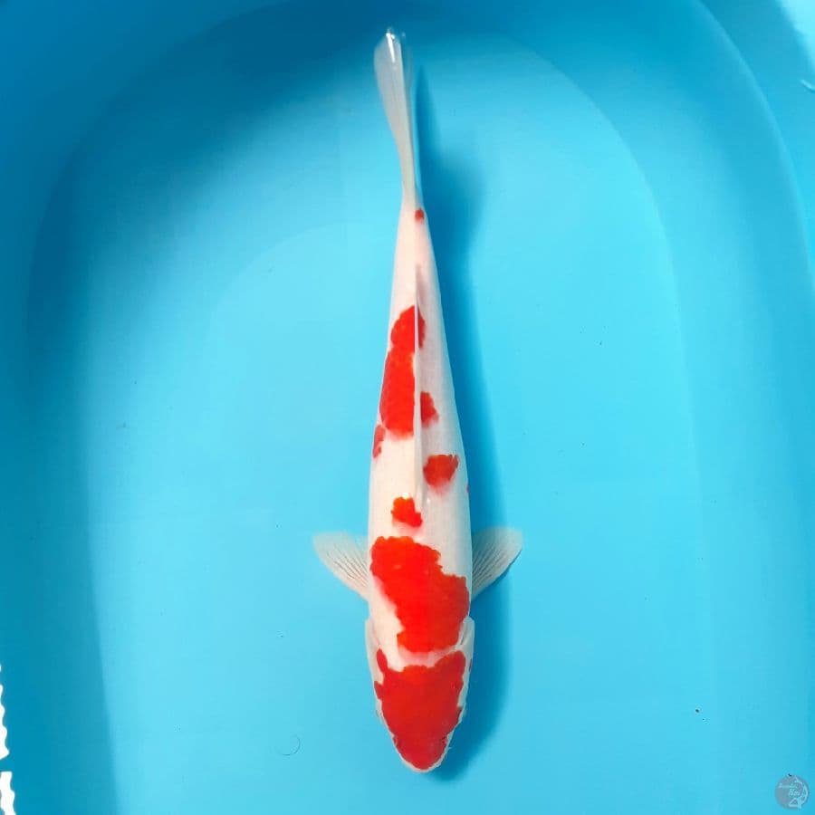 *KOHAKU//FM/37 CM*