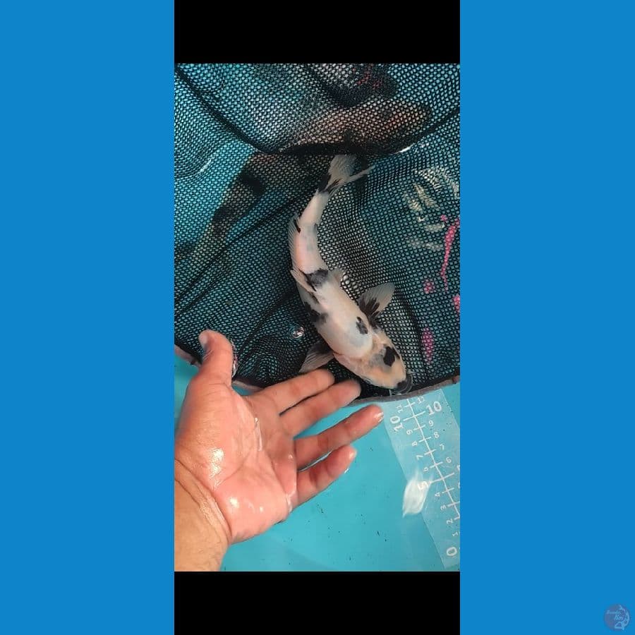 Shiro motokuro imbang 25cm BU