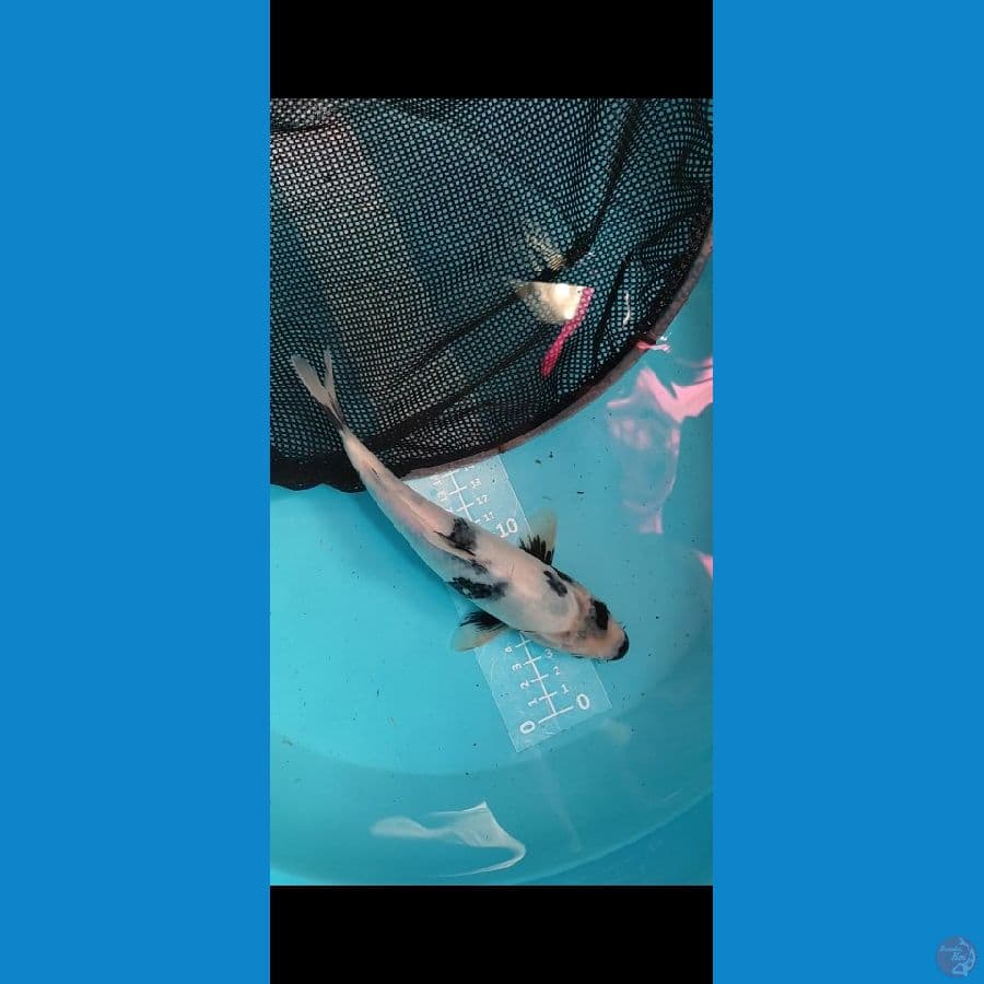 Shiro motokuro imbang 25cm BU