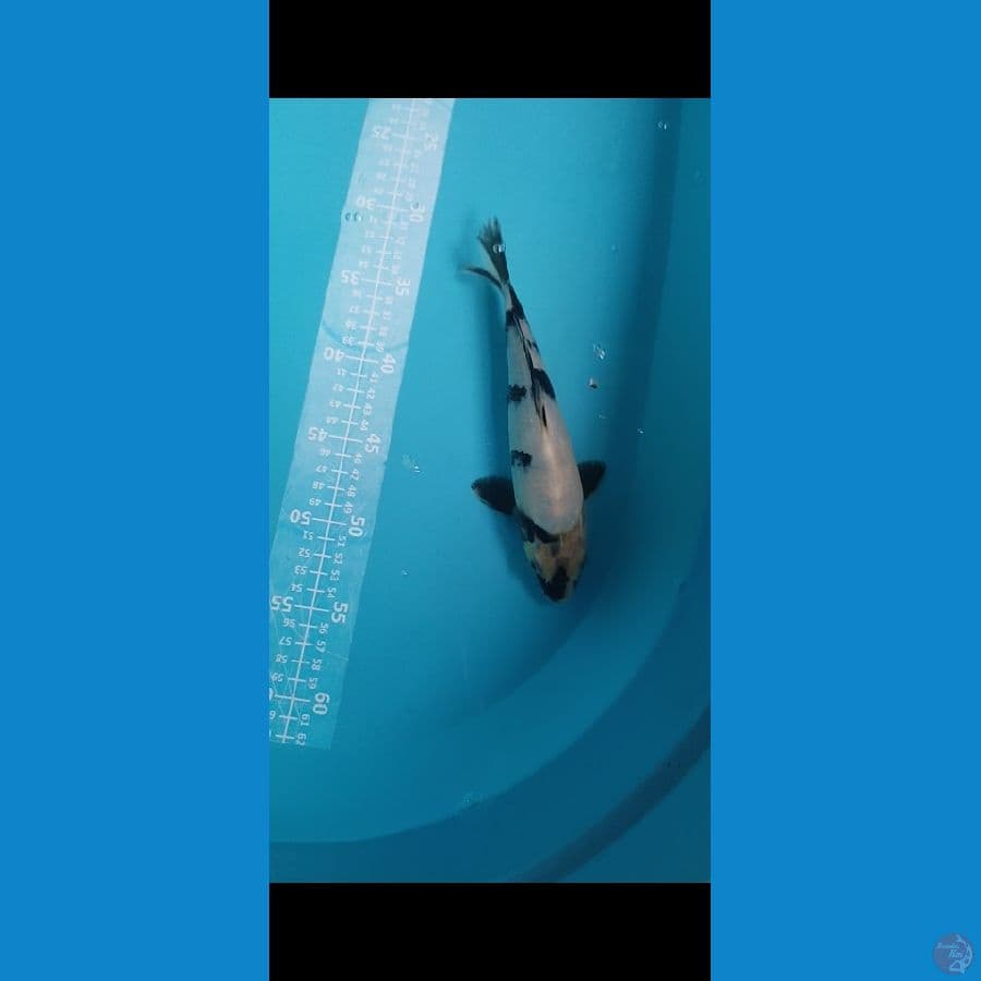Shiro 23cm hitamnya pekat