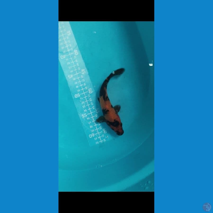 Hiutsuri 18cm
