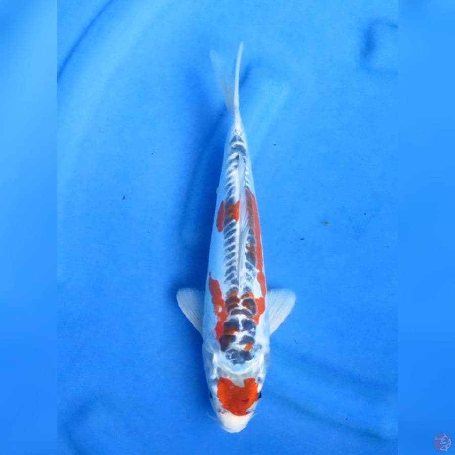 30cm - Benikiko