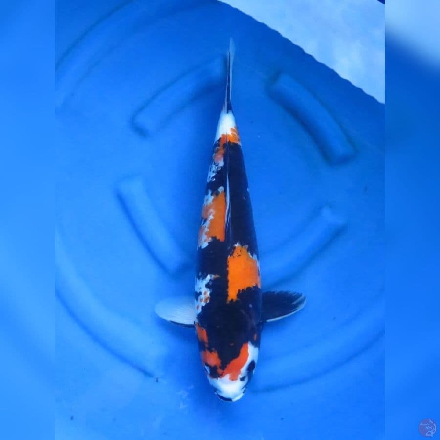 46cm - Jumbo Showa Ginrin