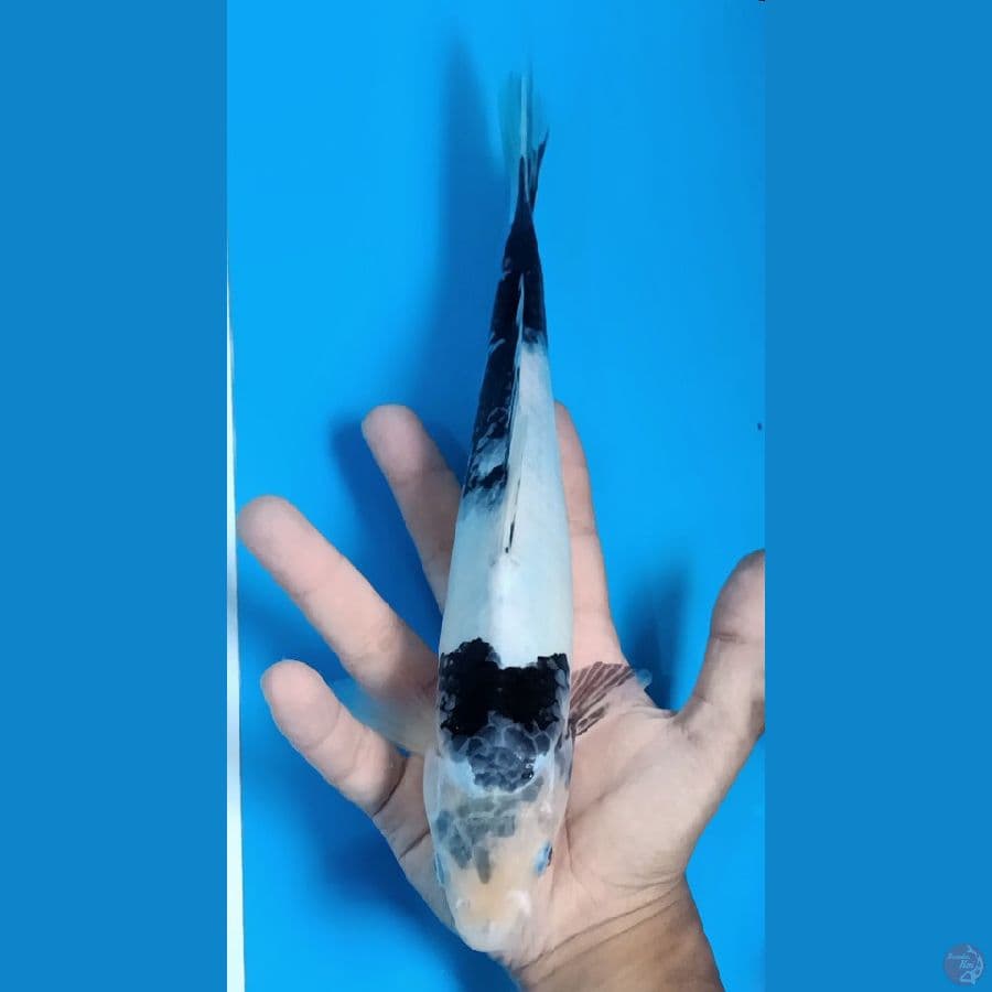 Shiro tategoi / 28cm Male