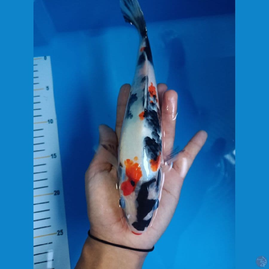 Showa / 27cm Female