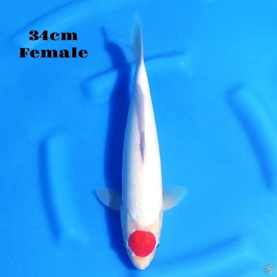 1. TANCHO KOHAKU 34CM FEMALE