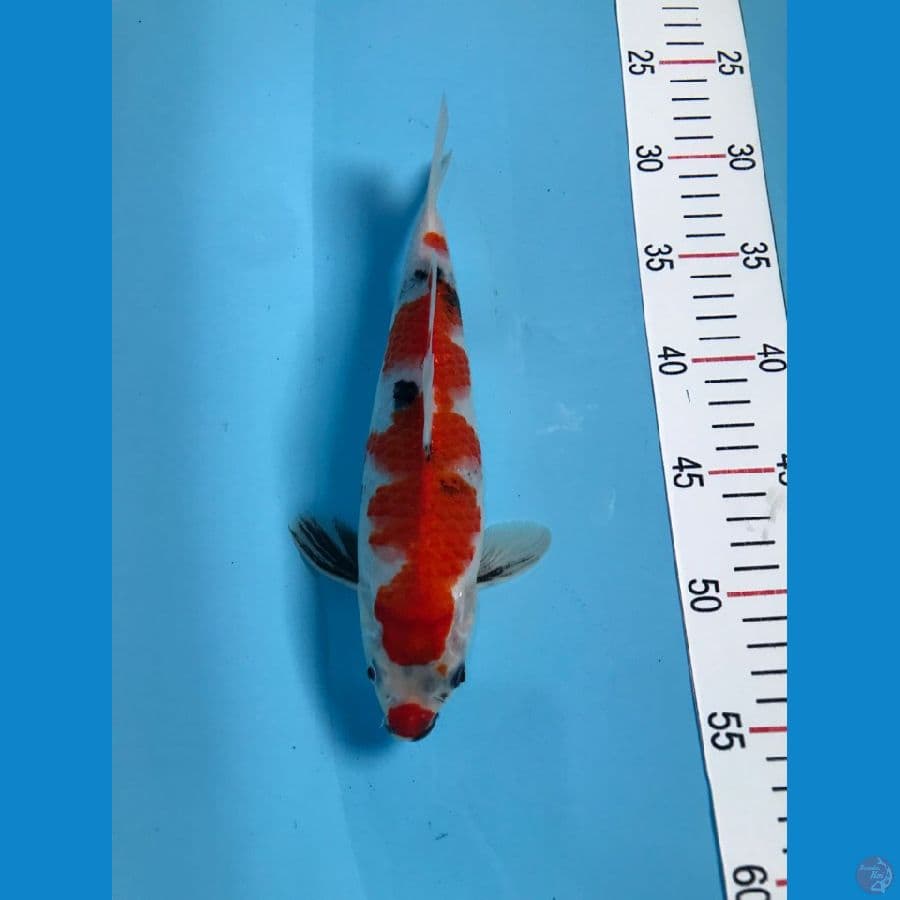 Kindai Showa / 26cm Male