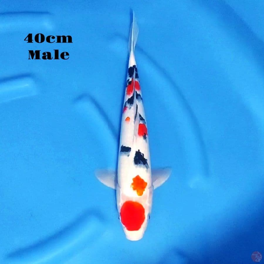 3. MARUTEN TAISHO SANKE HQ 40CM MALE
