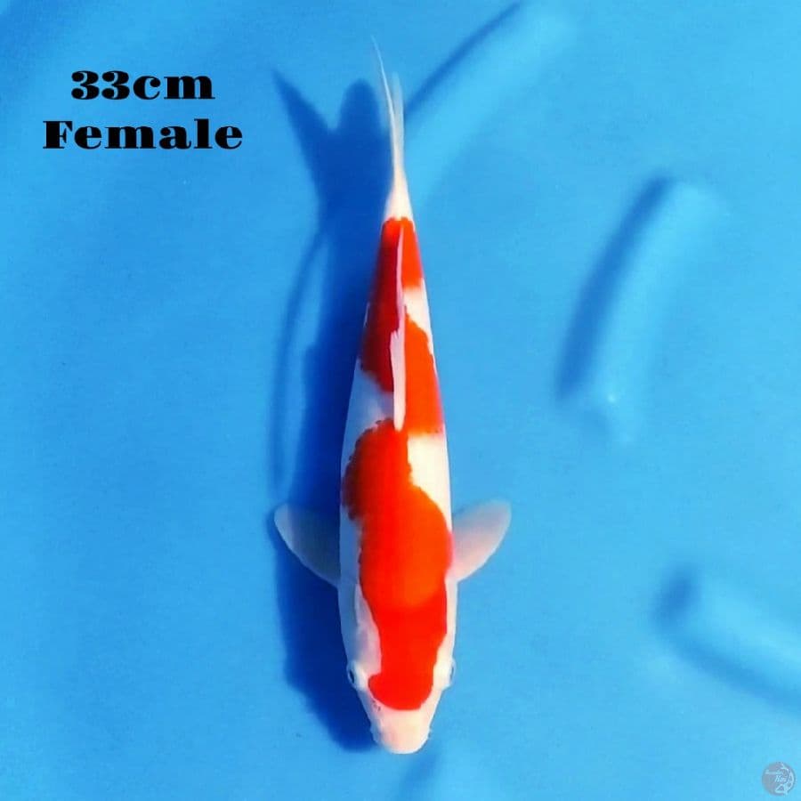 7. KOHAKU INAZUMA 33 CM FEMALE