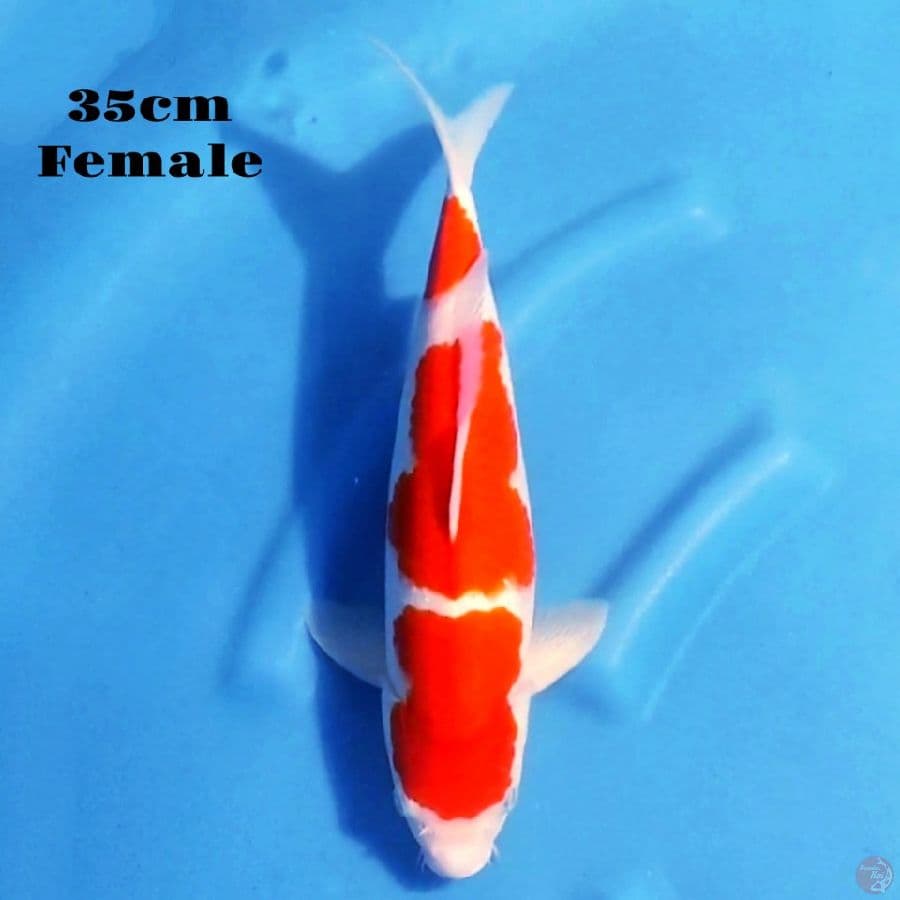 8. KOHAKU 3 STEP 35CM FEMALE