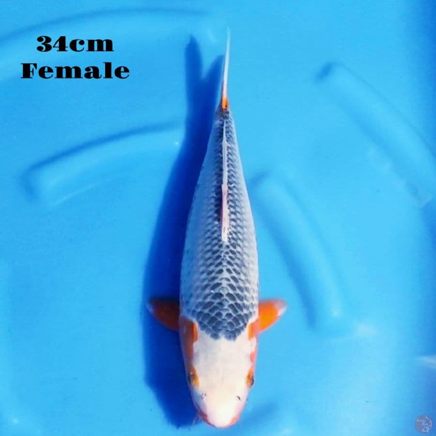 9. ASAGI SQ 34CM FEMALE