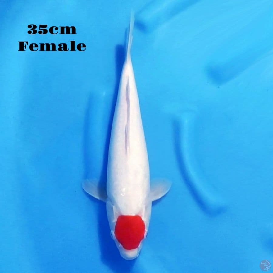 10. TANCHO KOHAKU 35CM FEMALE