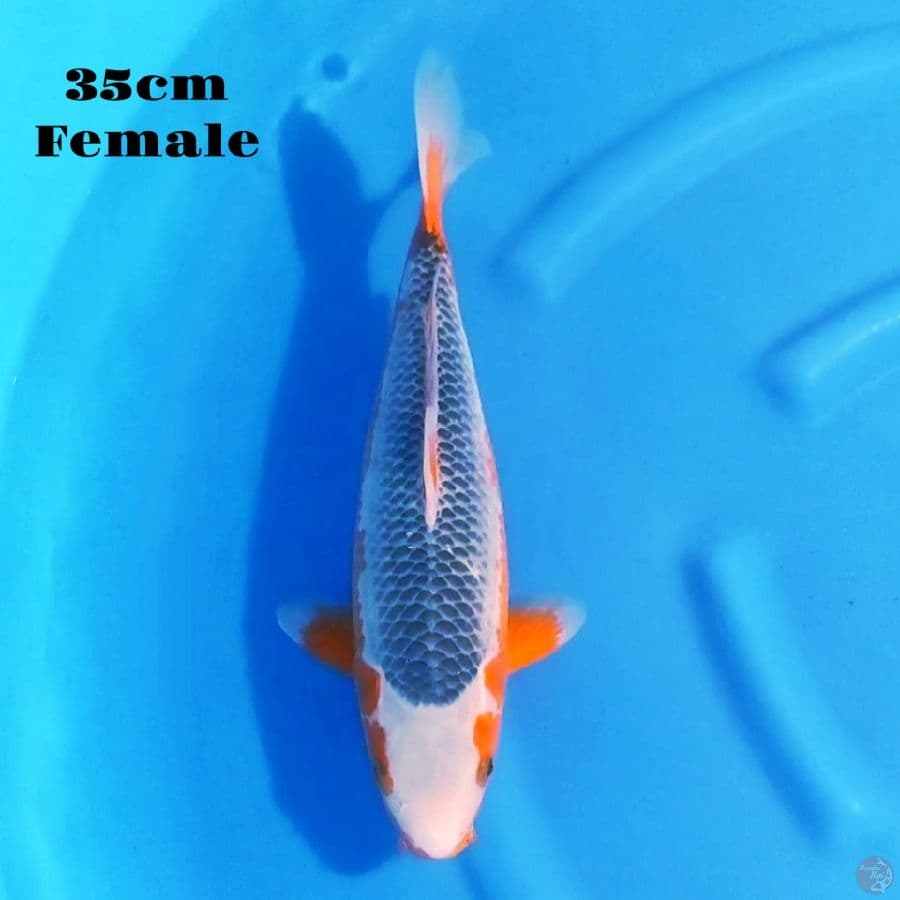 13. ASAGI SQ 35CM FEMALE