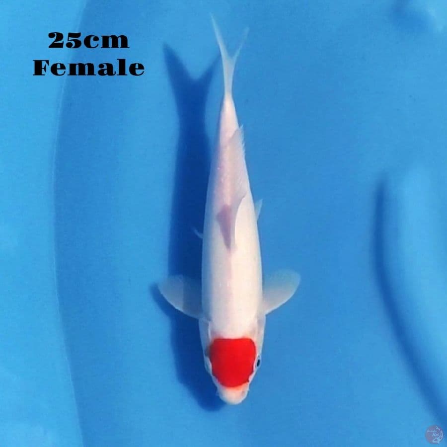 14. TANCHO KOHAKU 25CM FEMALE